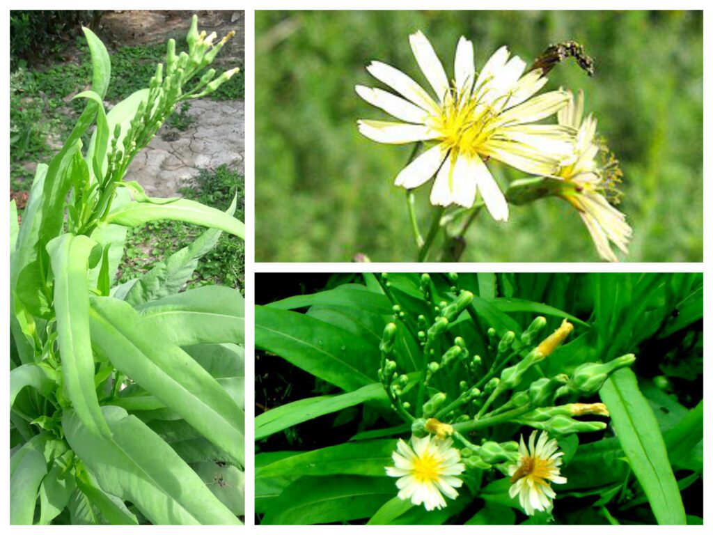 032. Bo cong anh nam (2)_Fotor_Fotor_Collage