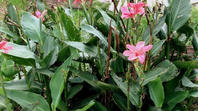 328. Ngai chuoi 3_Fotor