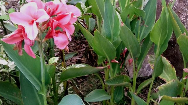 328Ngai chuoi 2_Fotor