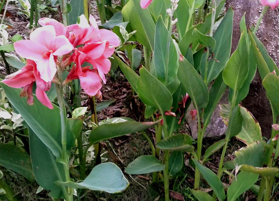 328Ngai chuoi 2_Fotor